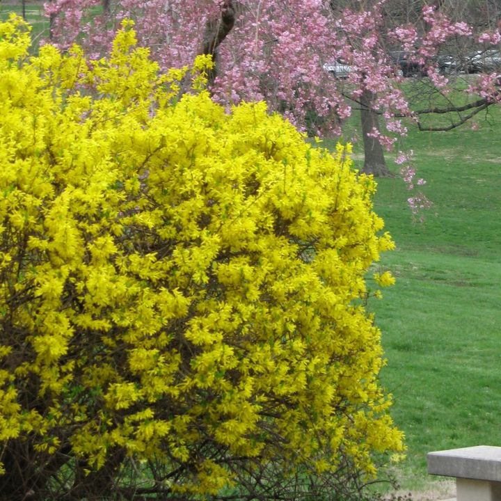 Forsythia
