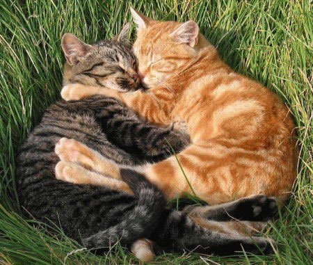 Cuddling cats cuddlingcats