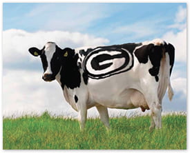 Green Bay Packer Cow... Moo. Packer cow