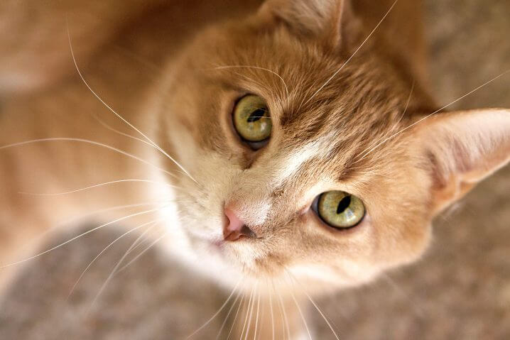Colby Jack (aka Codie) the wonder cat. Owned and adored by Becca Heflin of itsyummi.com